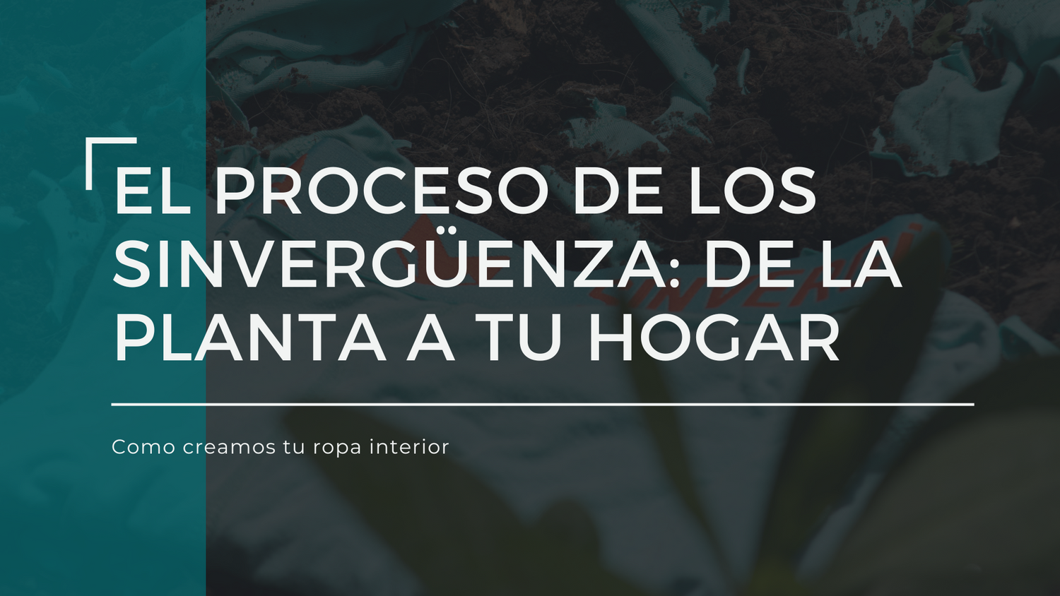 El proceso de los Sinvergüenza: De la planta a tu hogar